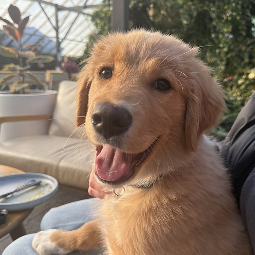 Banks, a collie-golden retriever cross