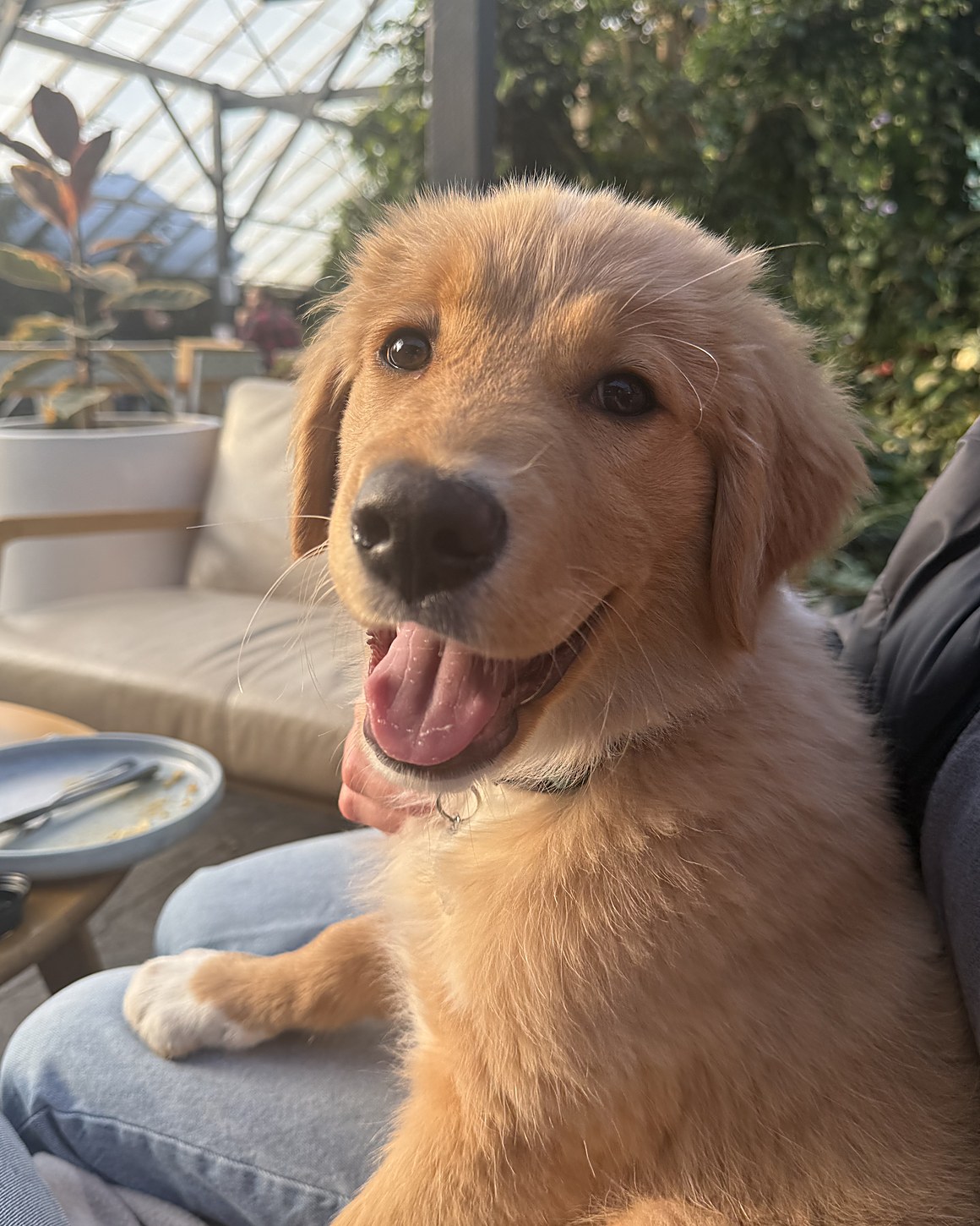 Banks, half Border Collie and half Golden Retriever, grinning in a sunlit conservatory